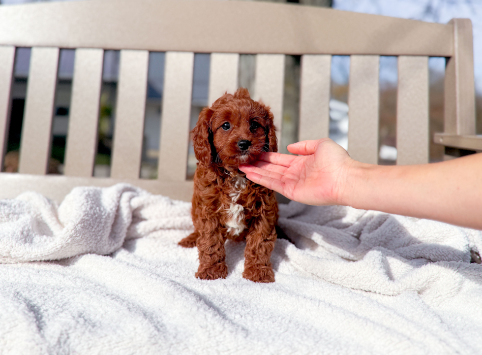 Cavapoo Puppy for Adoption