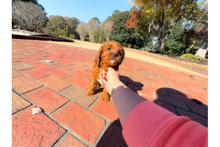 Cavapoo Pup Being Cute