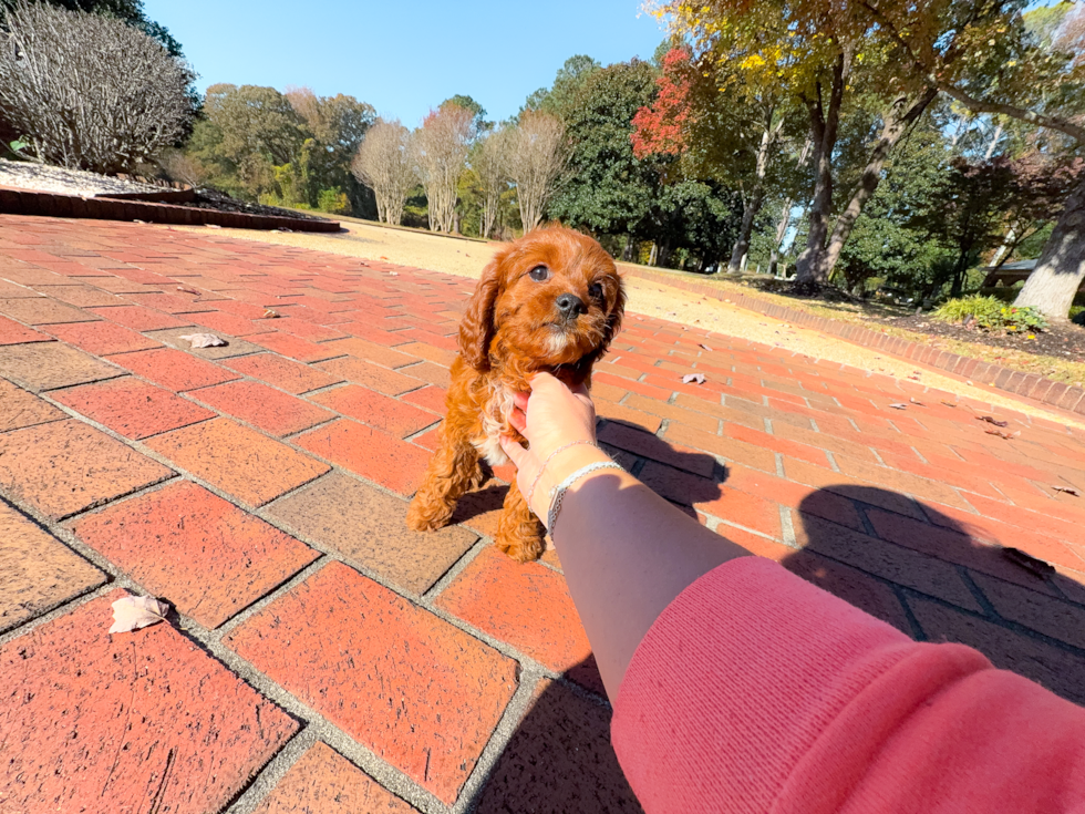 Cavapoo Pup Being Cute