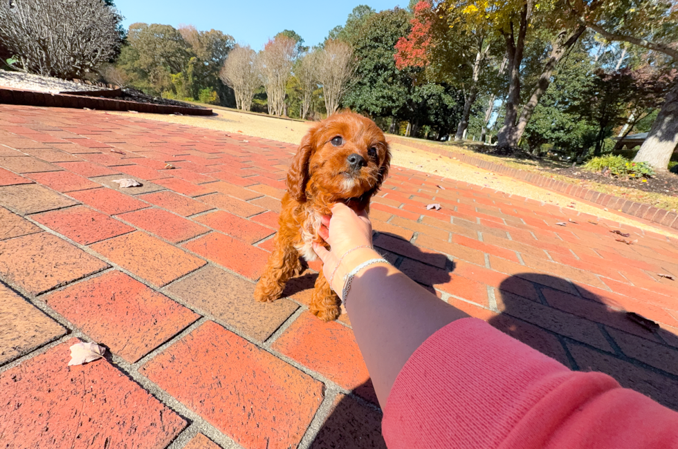 9 week old Cavapoo Puppy For Sale - Simply Southern Pups