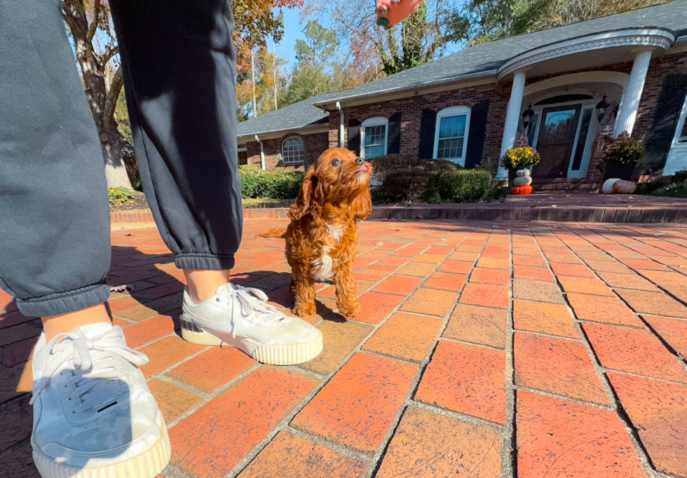 Cute Cavapoodle Poodle Mix Puppy