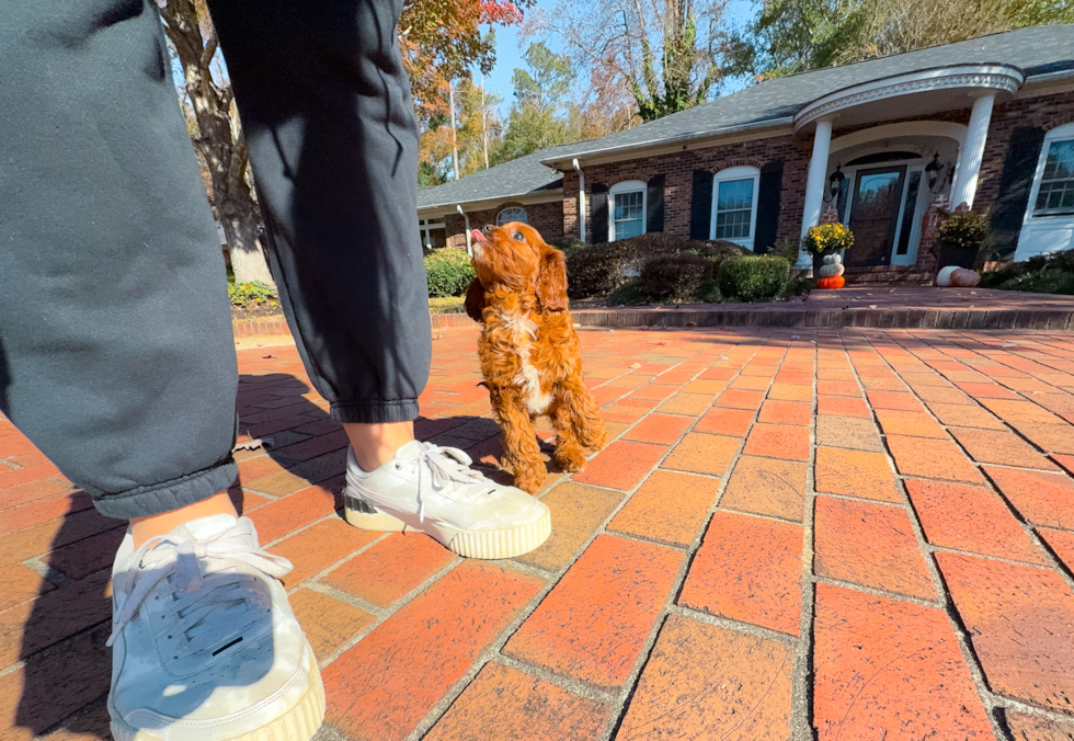 Cute Cavapoodle Poodle Mix Puppy