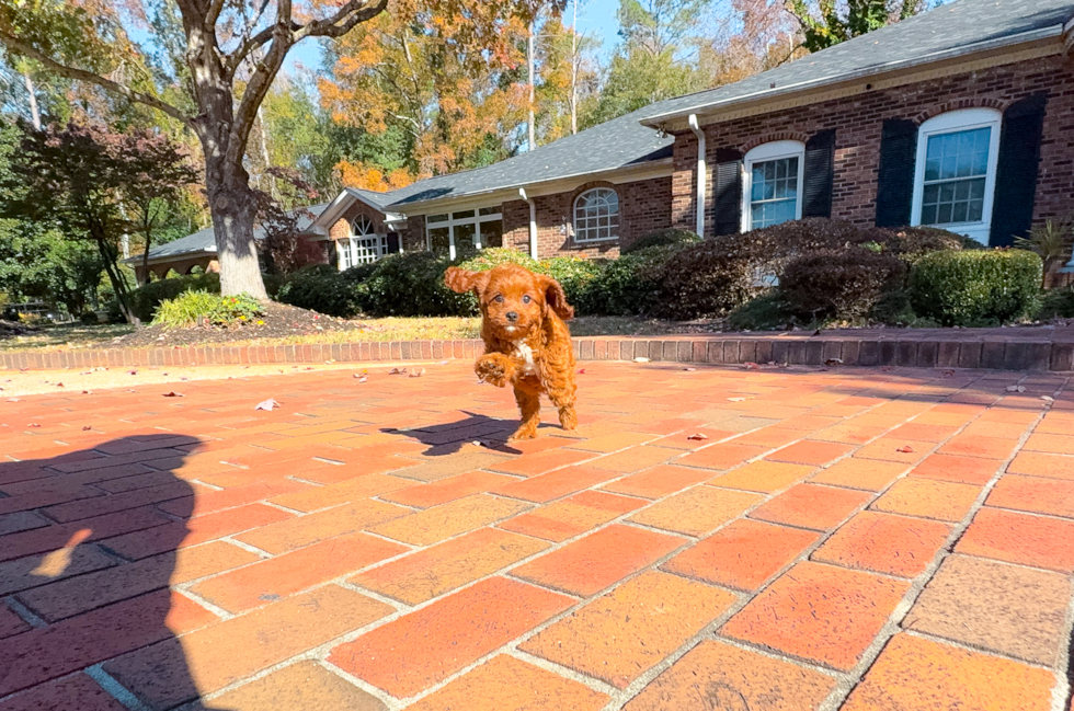 Cute Cavapoo Baby