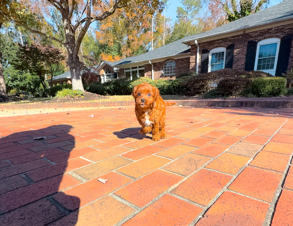 Cute Cavapoo Baby