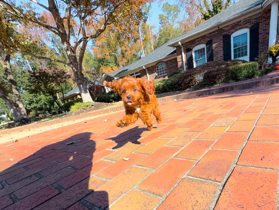 Cavapoo Puppy for Adoption