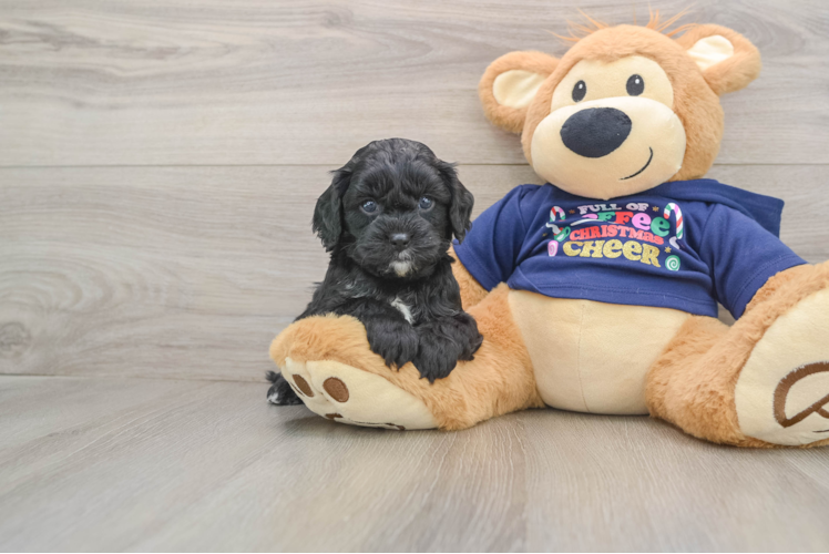 Fluffy Cavapoo Poodle Mix Pup