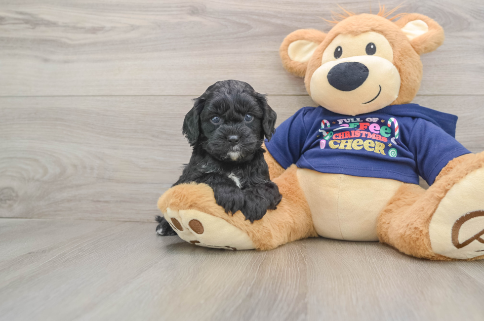 5 week old Cavapoo Puppy For Sale - Simply Southern Pups