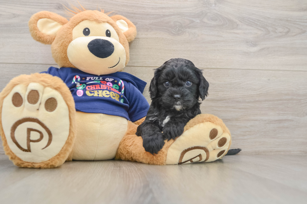 Fluffy Cavapoo Poodle Mix Pup