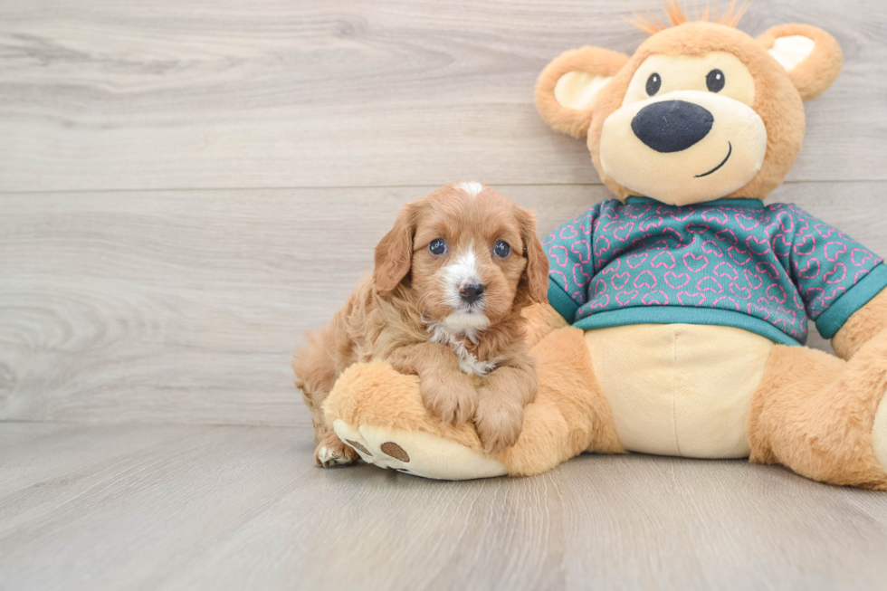 Small Cavapoo Baby