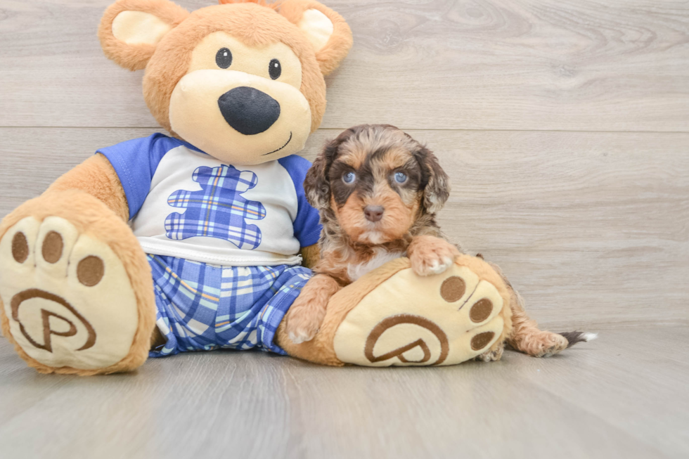 Funny Cavapoo Poodle Mix Pup