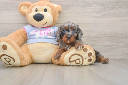 Funny Cavapoo Poodle Mix Pup