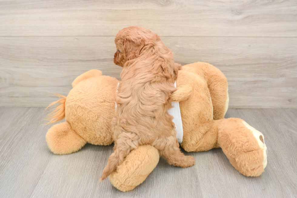 Cavapoo Puppy for Adoption