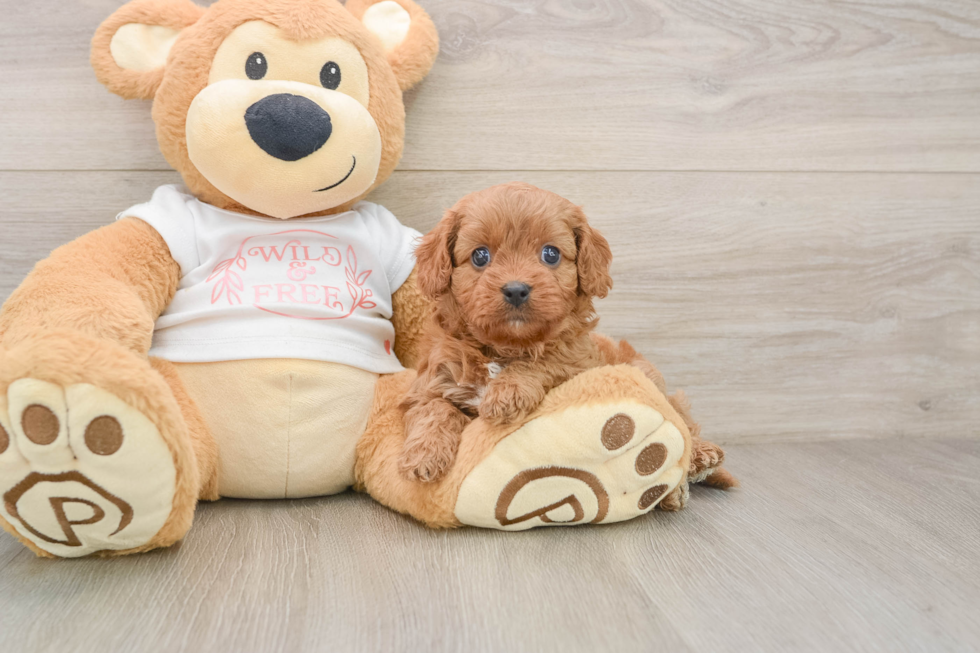 Funny Cavapoo Poodle Mix Pup