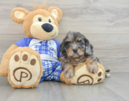 8 week old Cavapoo Puppy For Sale - Simply Southern Pups