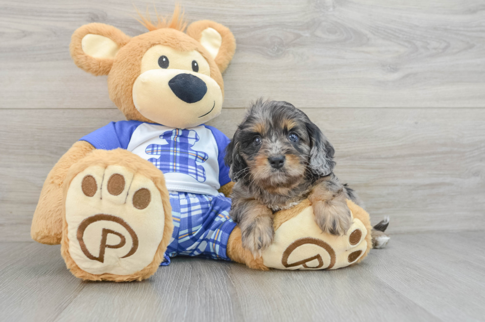 6 week old Cavapoo Puppy For Sale - Simply Southern Pups