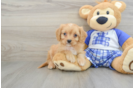 Cavapoo Puppy for Adoption