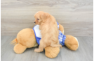 Adorable Cavalier King Charles Spaniel and Poodle Mix Poodle Mix Puppy