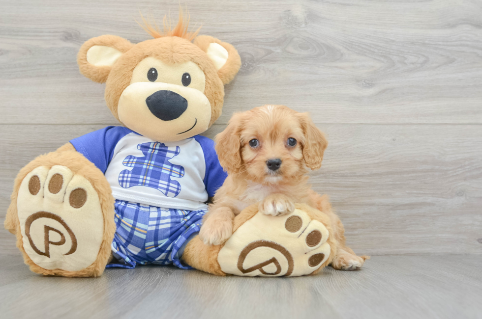 7 week old Cavapoo Puppy For Sale - Simply Southern Pups