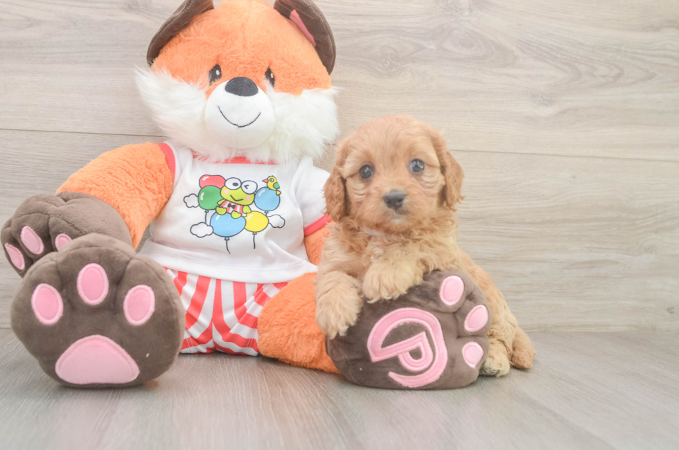 6 week old Cavapoo Puppy For Sale - Simply Southern Pups