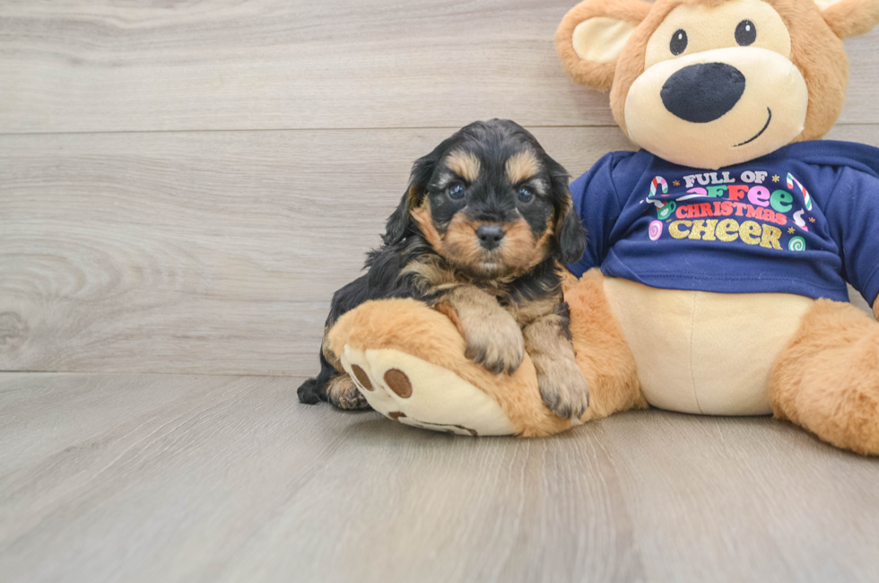 5 week old Cavapoo Puppy For Sale - Simply Southern Pups