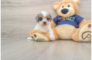 Funny Cavapoo Poodle Mix Pup