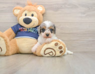 8 week old Cavapoo Puppy For Sale - Simply Southern Pups