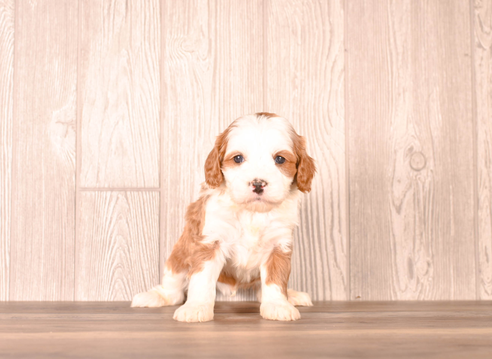 Best Cavapoo Baby