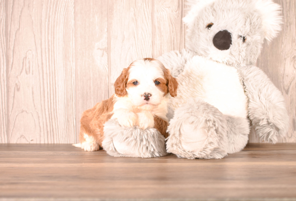Cute Cavadoodle Poodle Mix Puppy