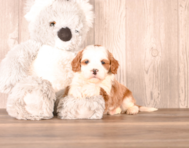 7 week old Cavapoo Puppy For Sale - Simply Southern Pups