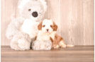 Cute Cavapoo Baby