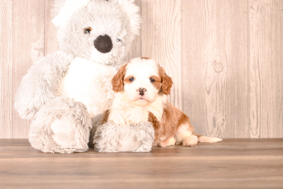 Cute Cavapoo Baby