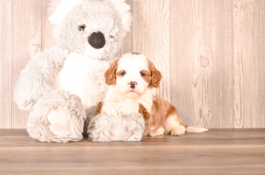 Cute Cavapoo Baby