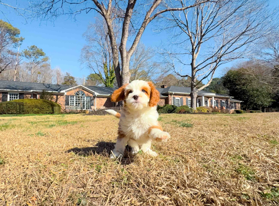 Cute Cavapoo Baby