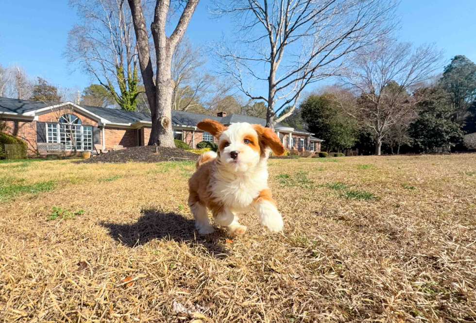 Cute Cavipoo Poodle Mix Puppy