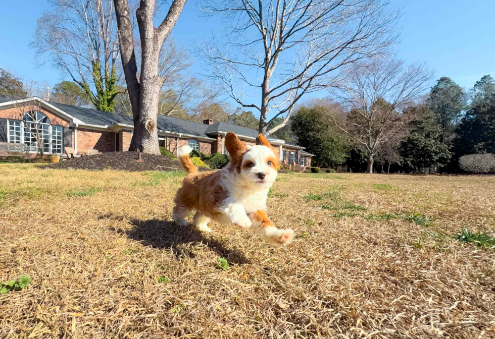 Cavapoo Pup Being Cute