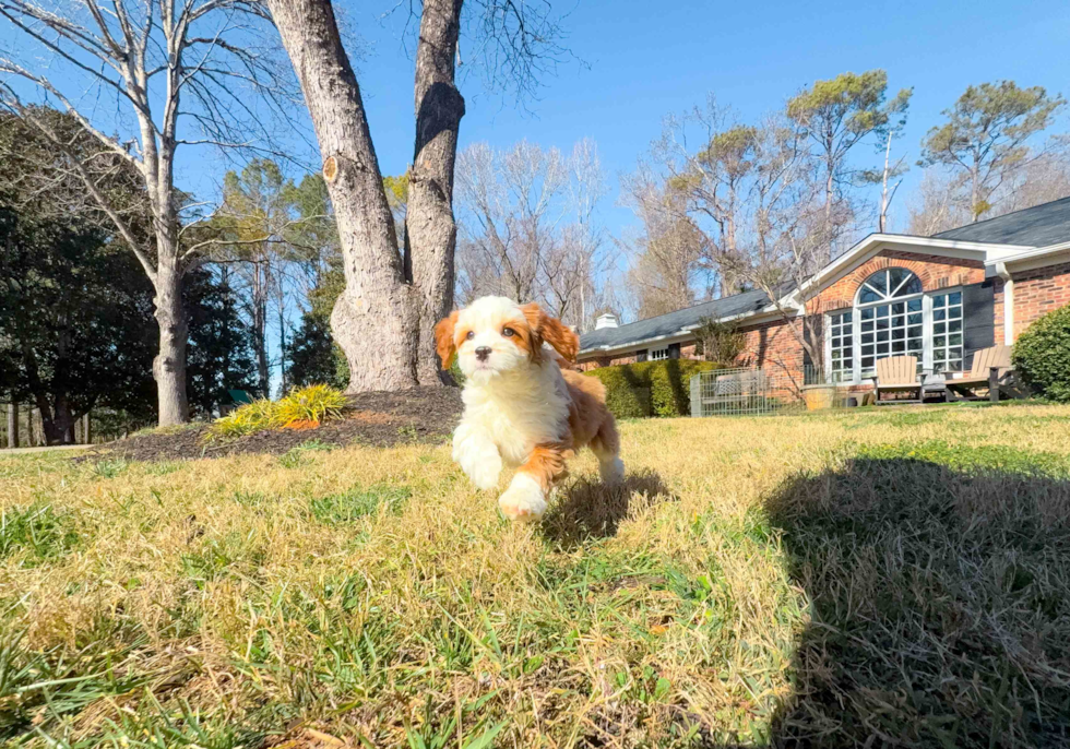 Best Cavapoo Baby