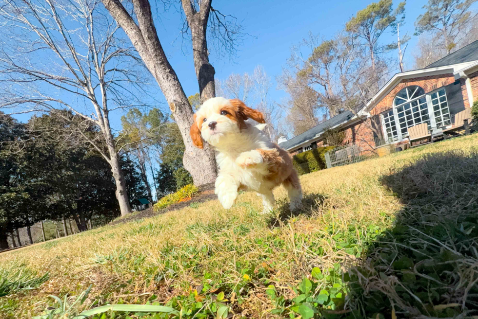 Cute Cavoodle Poodle Mix Puppy