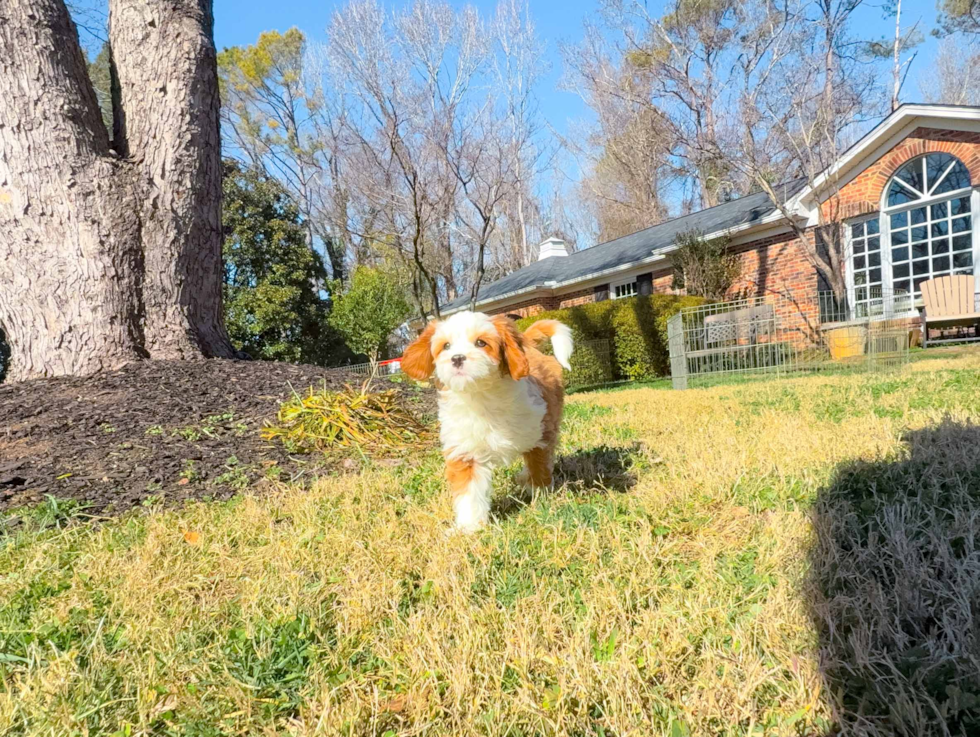 Best Cavapoo Baby