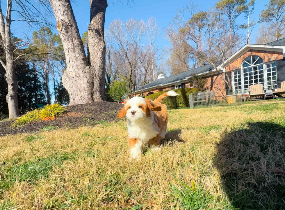 Cute Cavipoo Poodle Mix Puppy