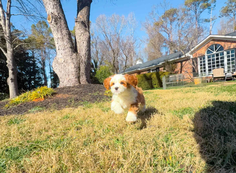 Cavapoo Pup Being Cute