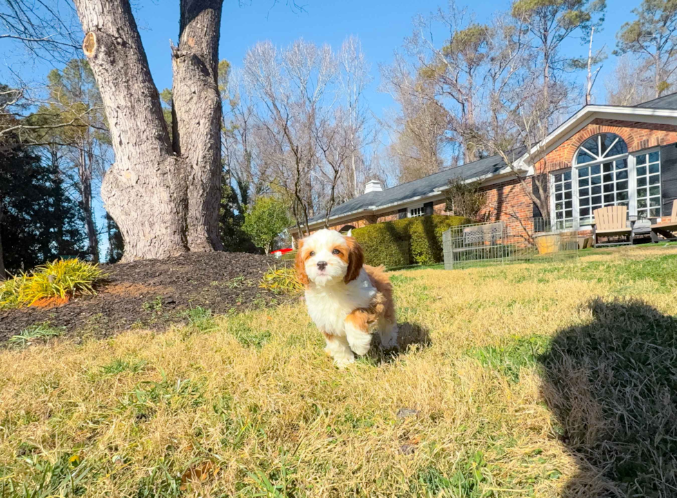 Cavapoo Pup Being Cute
