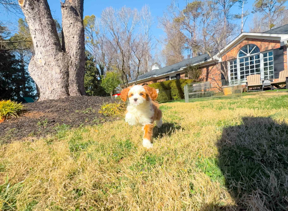 Cavapoo Pup Being Cute