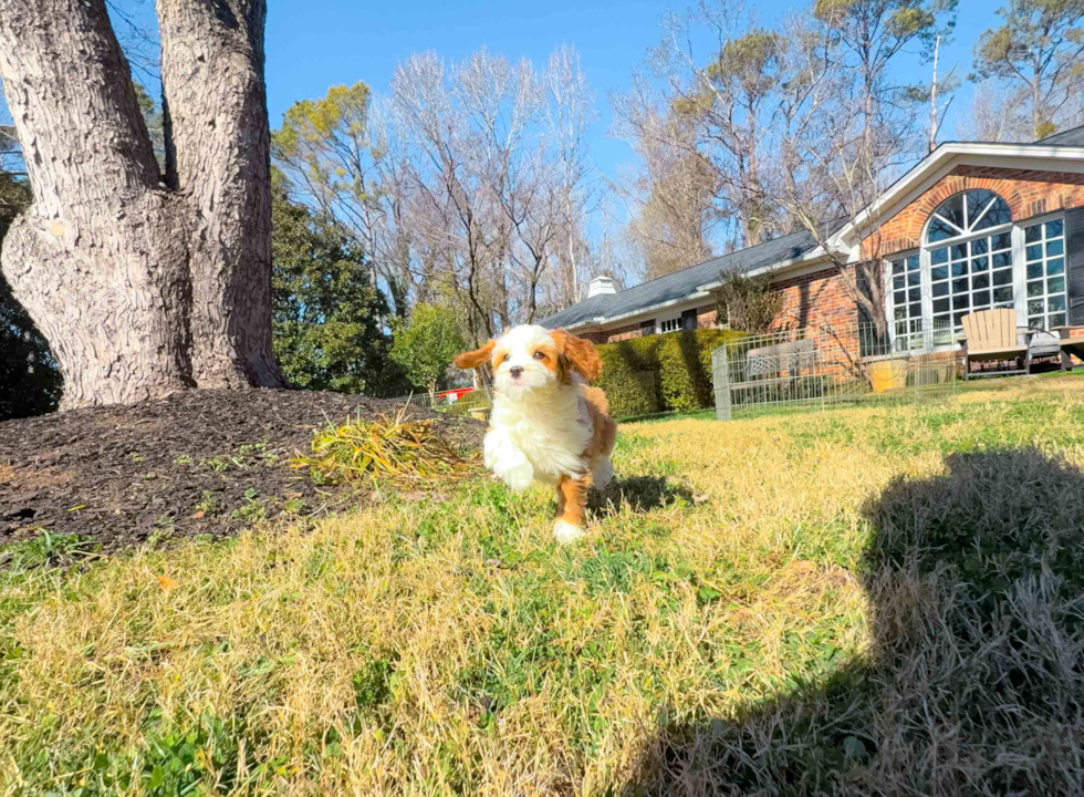 Cute Cavalier King Charles Spaniel and Poodle Mix Poodle Mix Puppy