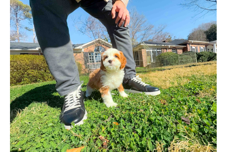 Cavapoo Puppy for Adoption