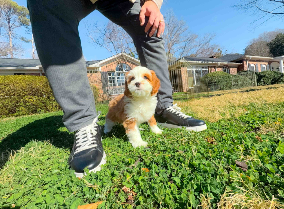 Cavapoo Puppy for Adoption