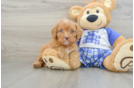 Cavapoo Pup Being Cute