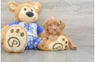 Friendly Cavapoo Baby