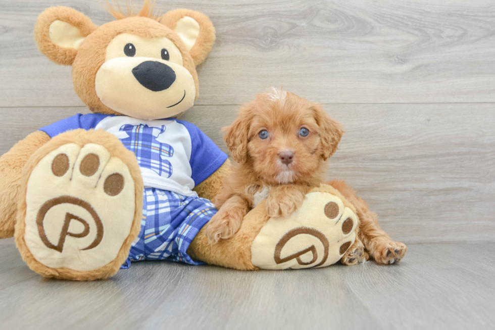 Friendly Cavapoo Baby