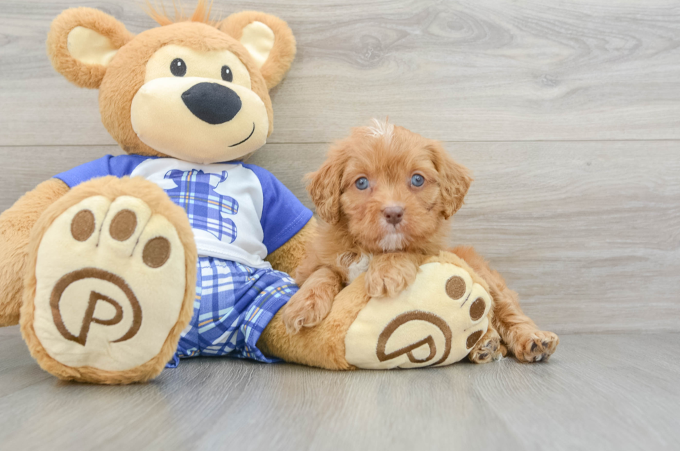 7 week old Cavapoo Puppy For Sale - Simply Southern Pups