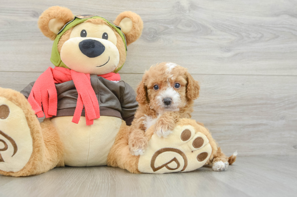 7 week old Cavapoo Puppy For Sale - Simply Southern Pups